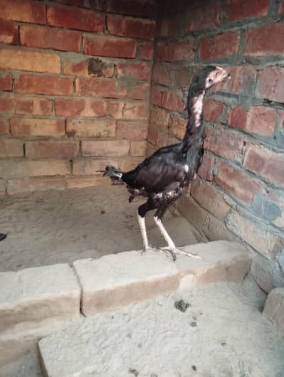 pathi urgent sale