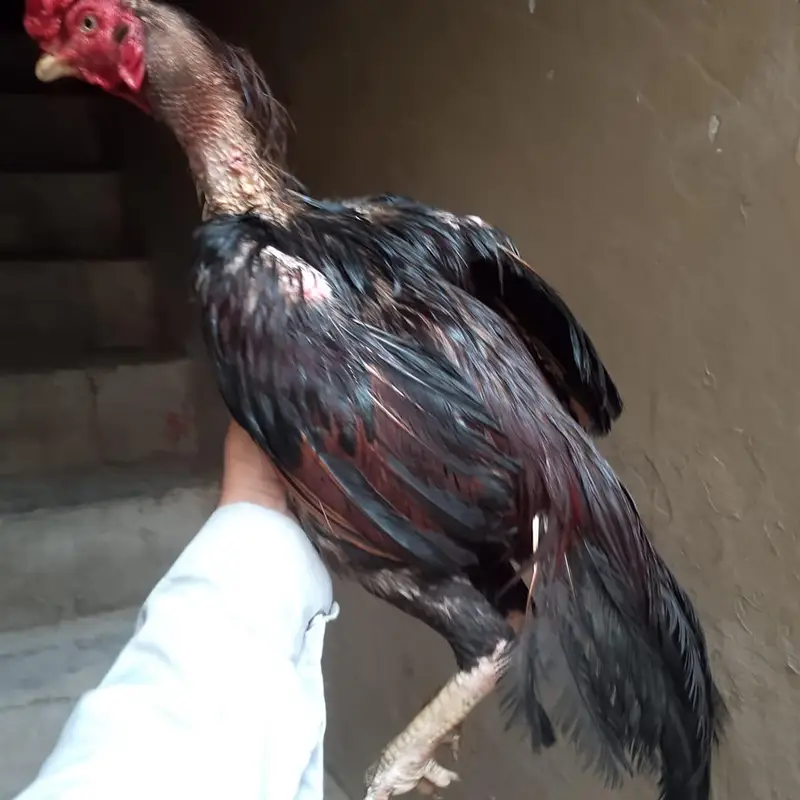 mashallah aseel murga — photo 2