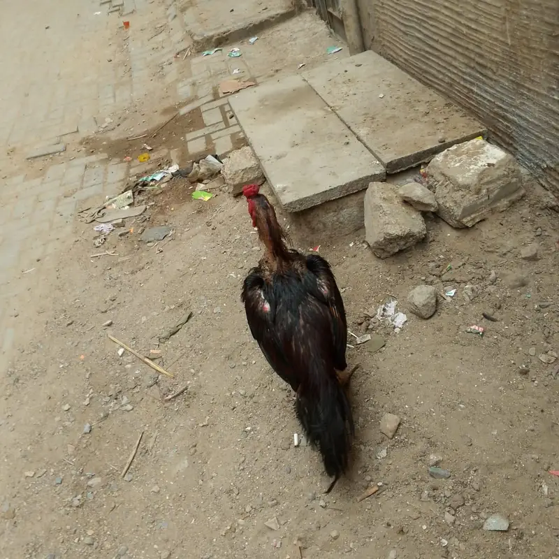 mashallah aseel murga — photo 3