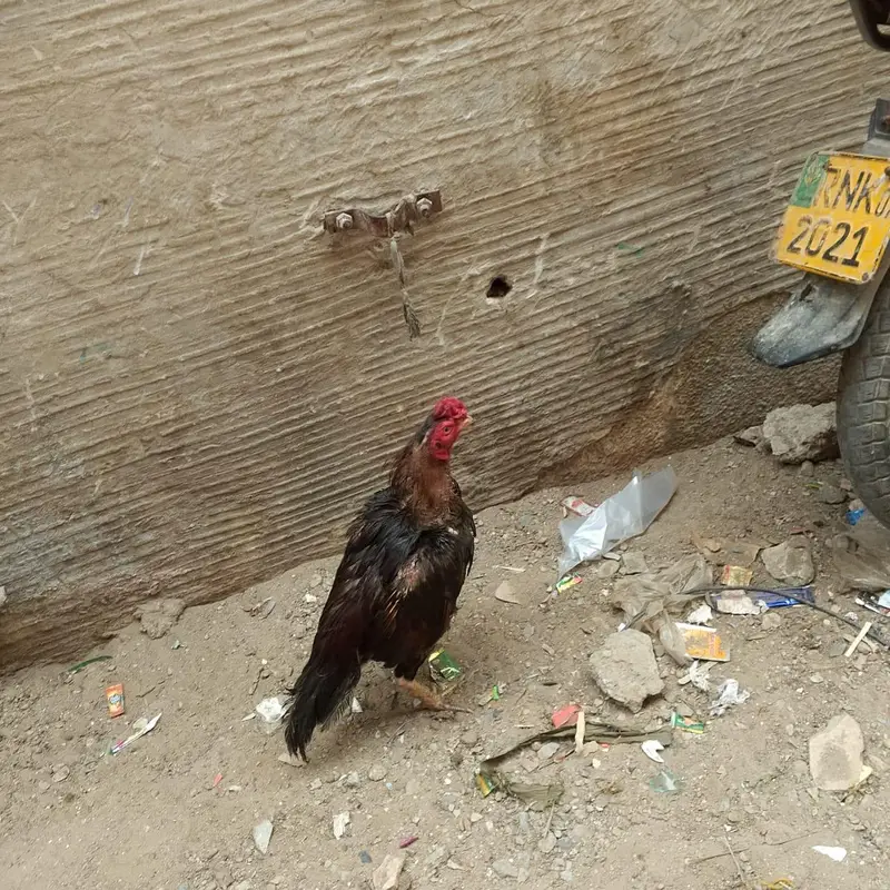 mashallah aseel murga — photo 4