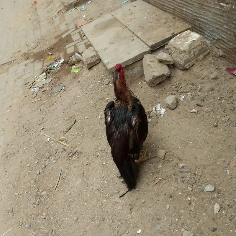 mashallah aseel murga — photo 5
