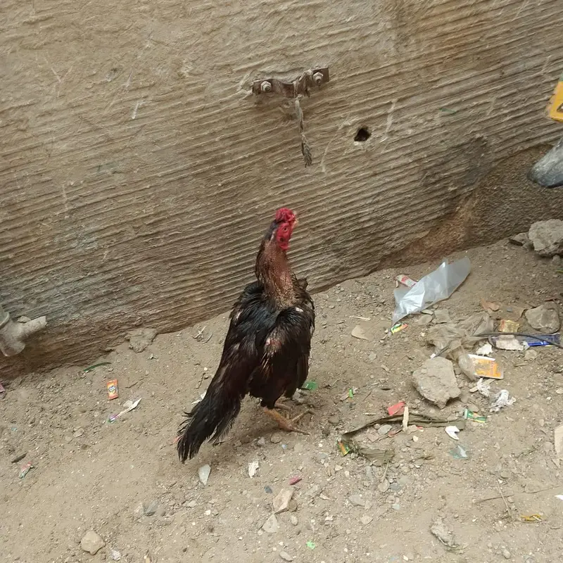 mashallah aseel murga — photo 6