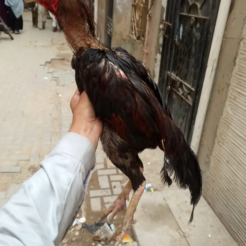 mashallah aseel murga — photo 7