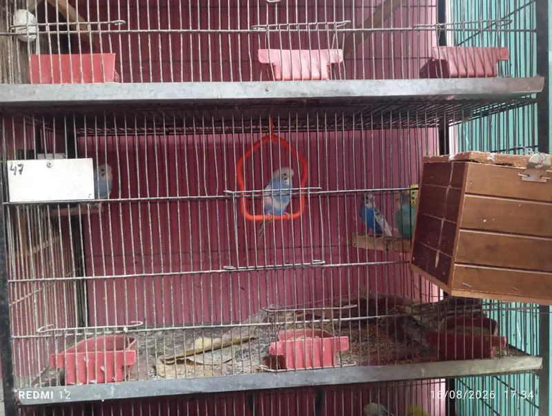 2 cages 1 is 5 portion cage and 1 is 3 portion — photo 3