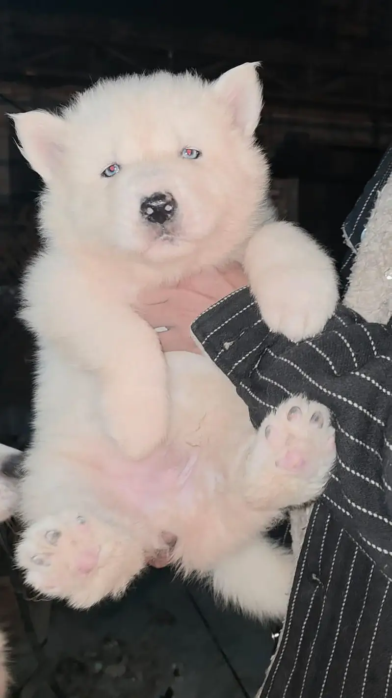 Siberian Husky female PUPPIES