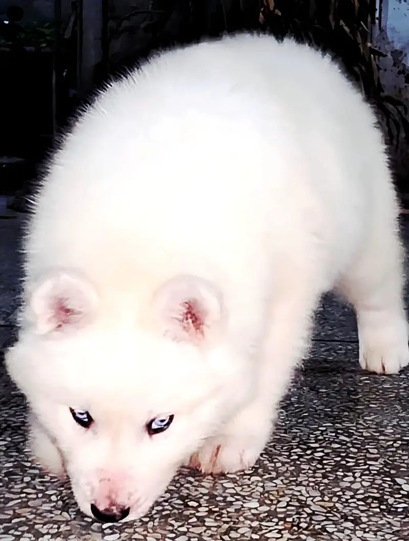 Siberian Husky female PUPPIES — photo 2