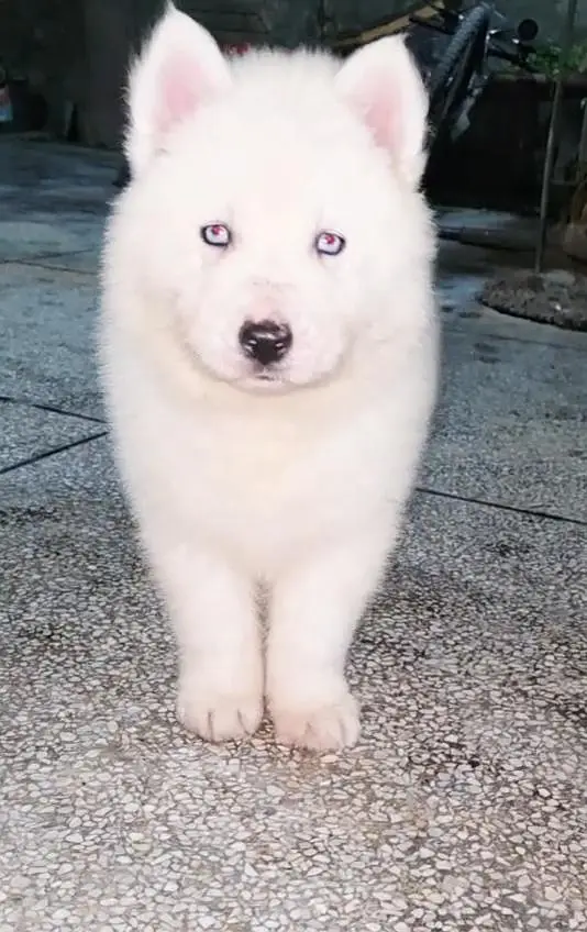 Siberian Husky female PUPPIES — photo 3