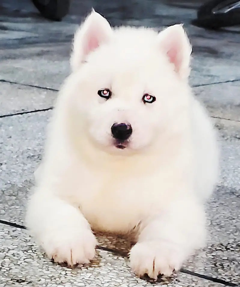 Siberian Husky female PUPPIES — photo 4