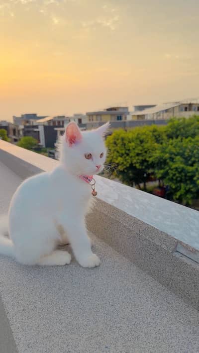 Kitten available for sale with fully Vaccinated