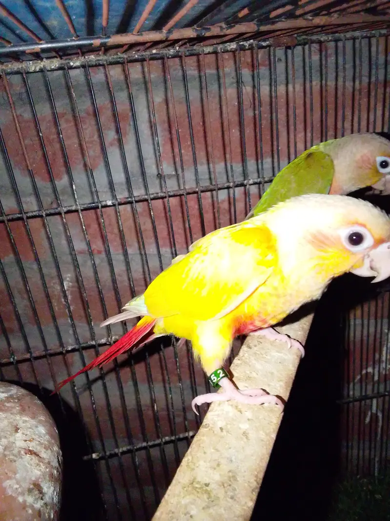 Sun cnoore pair breader — photo 8