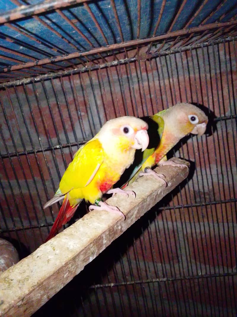Sun cnoore pair breader 8