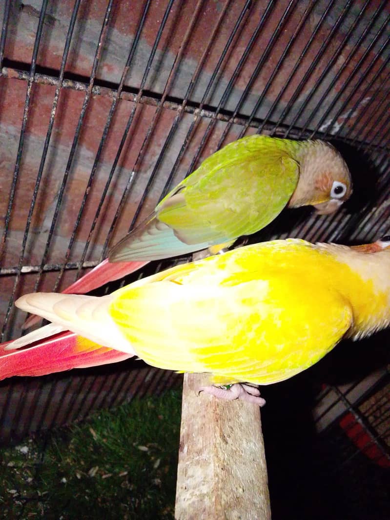 Sun cnoore pair breader 9