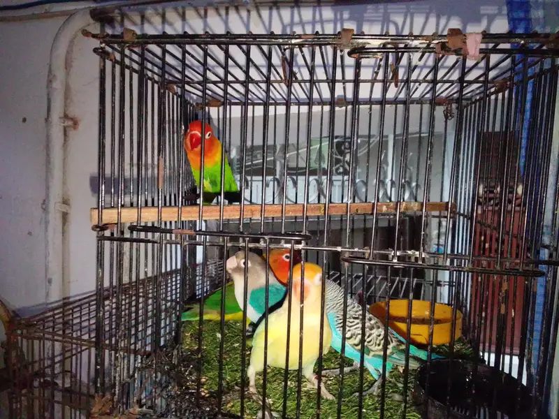 Sun cnoore pair breader — photo 11