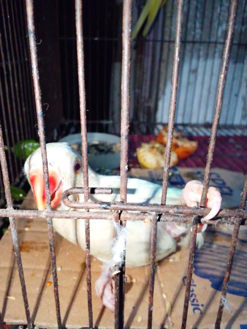 Sun cnoore pair breader 13