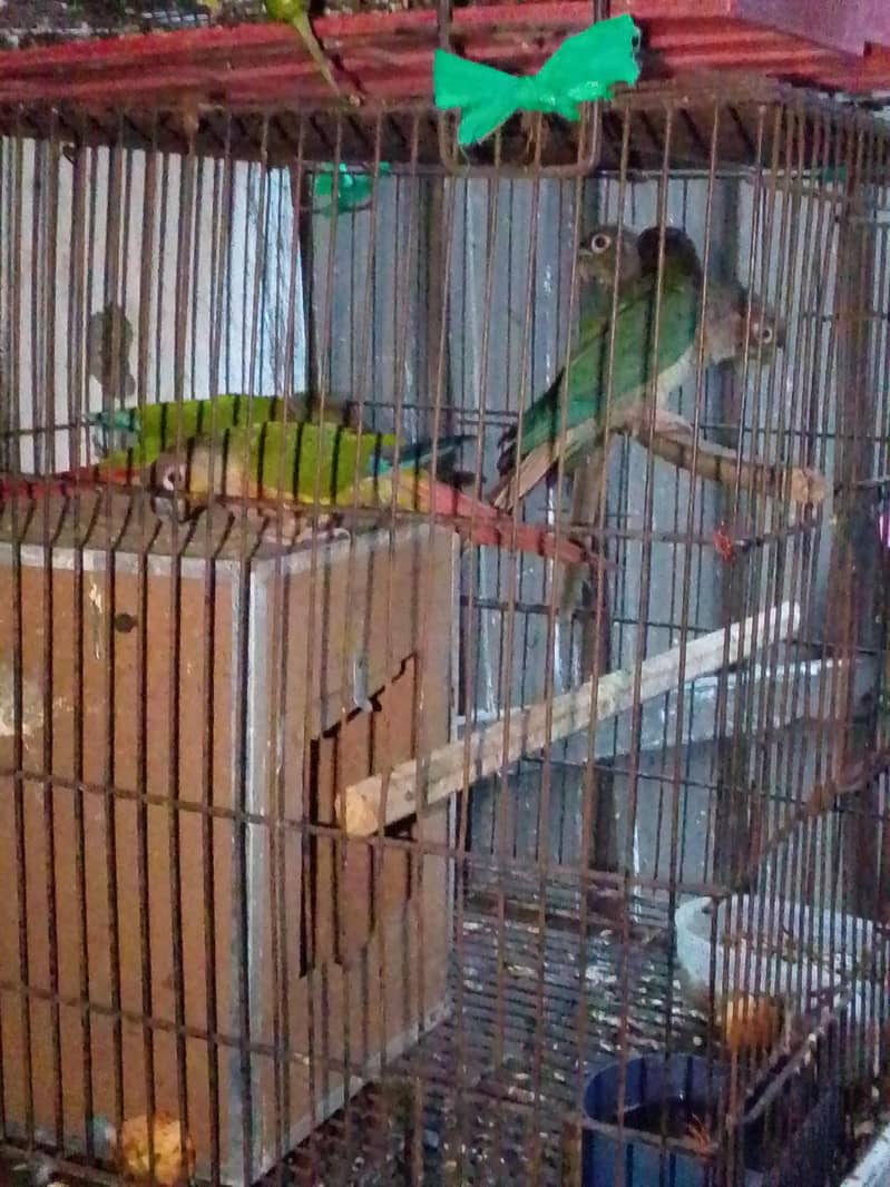 Sun cnoore pair breader 17