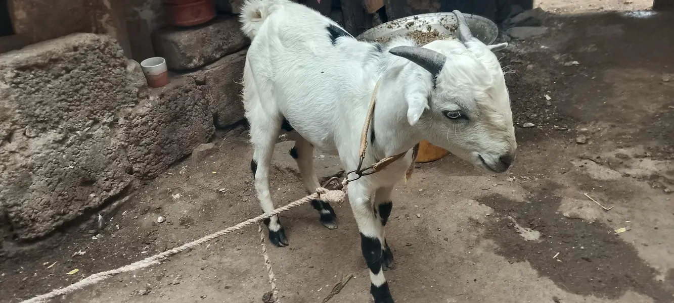 teeda White eyes toota pori — photo 2