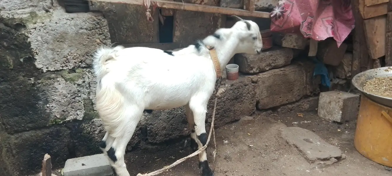 teeda White eyes toota pori — photo 3