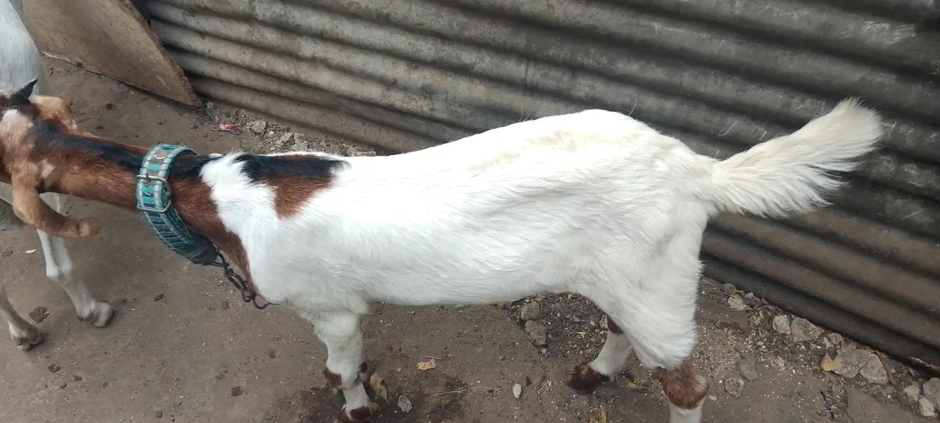 teeda White eyes toota pori — photo 6