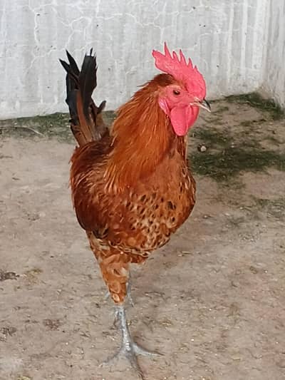 murgy golden misri 30 pathay