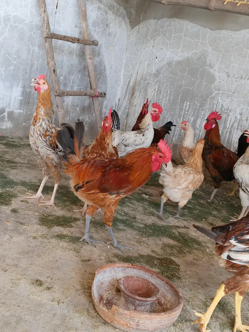 murgy golden misri 30 pathay — photo 2