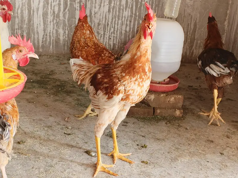 murgy golden misri 30 pathay — photo 3