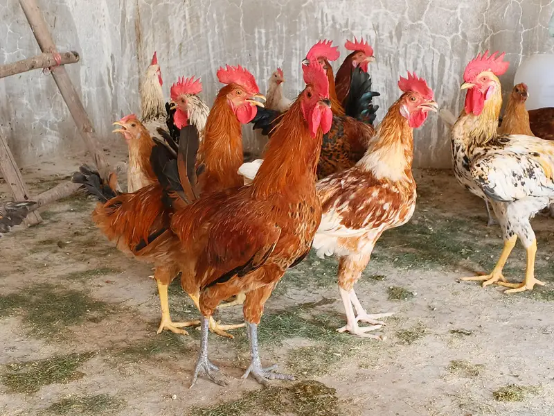 murgy golden misri 30 pathay — photo 4