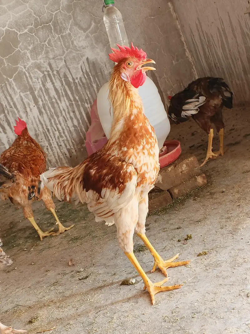 murgy golden misri 30 pathay — photo 6