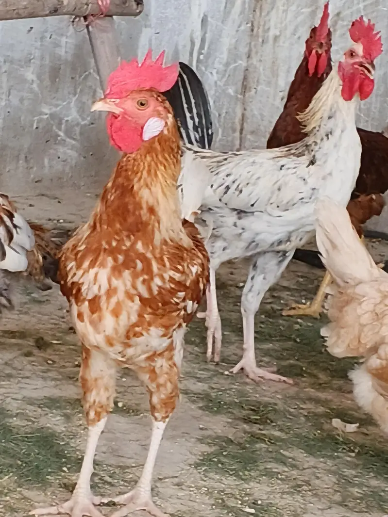 murgy golden misri 30 pathay — photo 8