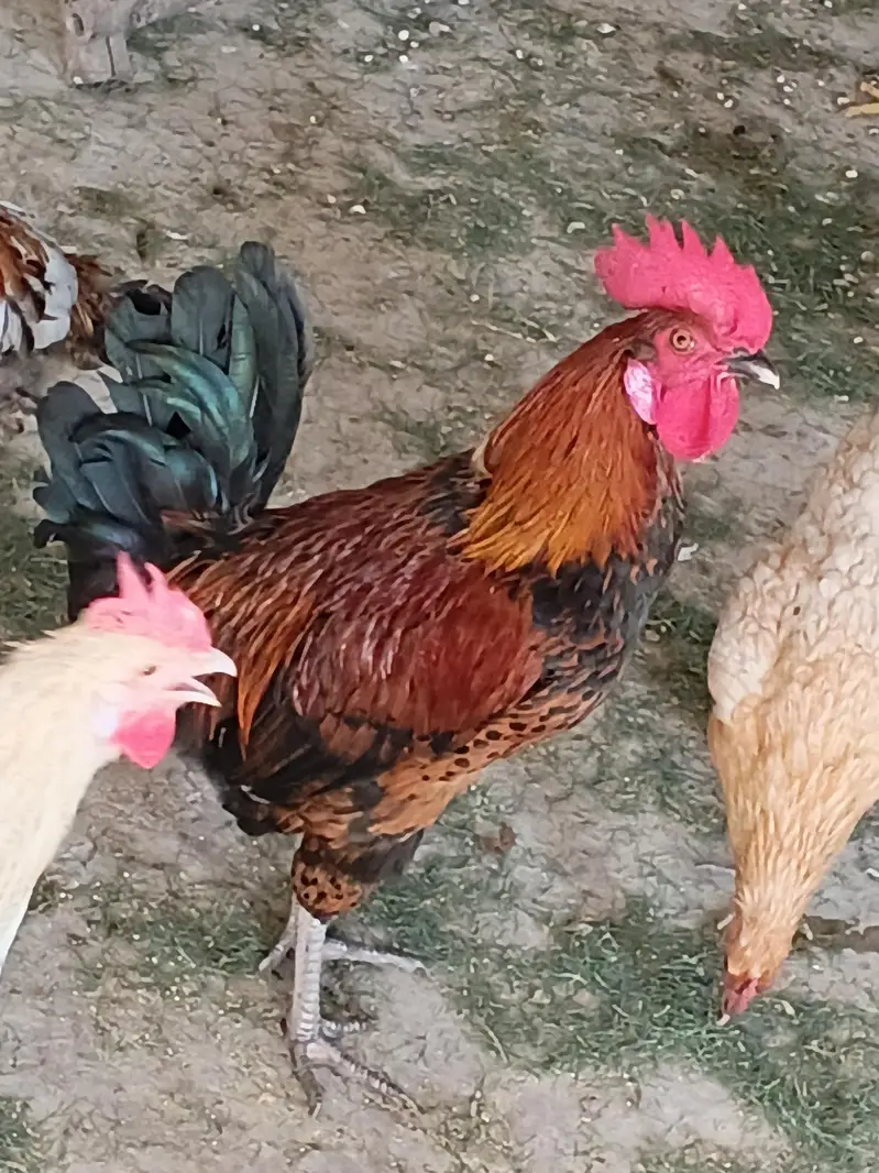 murgy golden misri 30 pathay — photo 10
