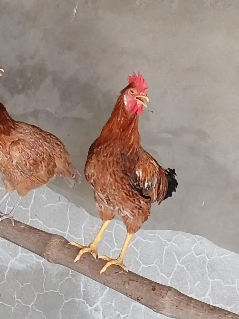 murgy golden misri 30 pathay — photo 11