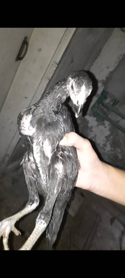 Aseel Murgha Pair For Sale Male And Female - Active and Healthy