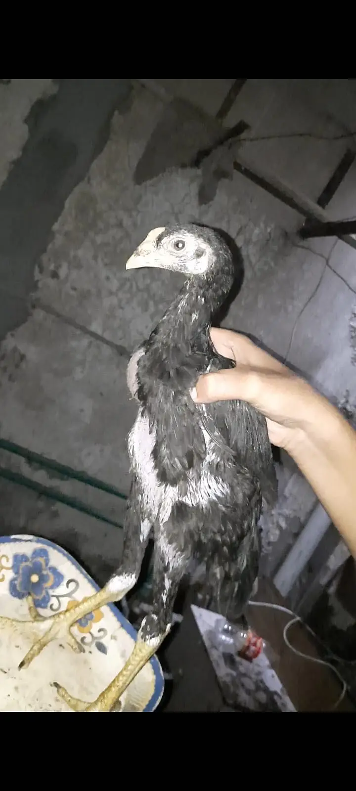 Aseel Murgha Pair For Sale Male And Female - Active and Healthy — photo 4