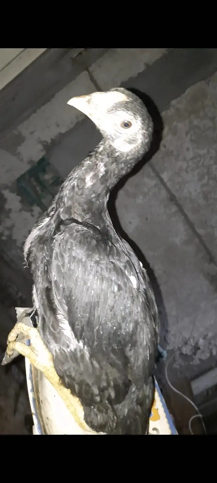Aseel Murgha Pair For Sale Male And Female - Active and Healthy — photo 8