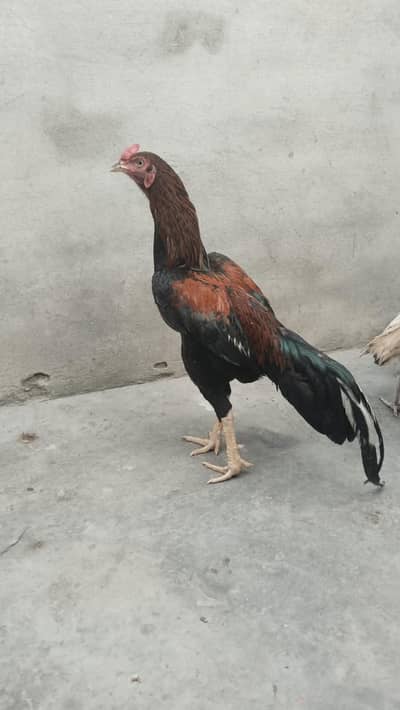 Pure Aseel Mianwali Breed