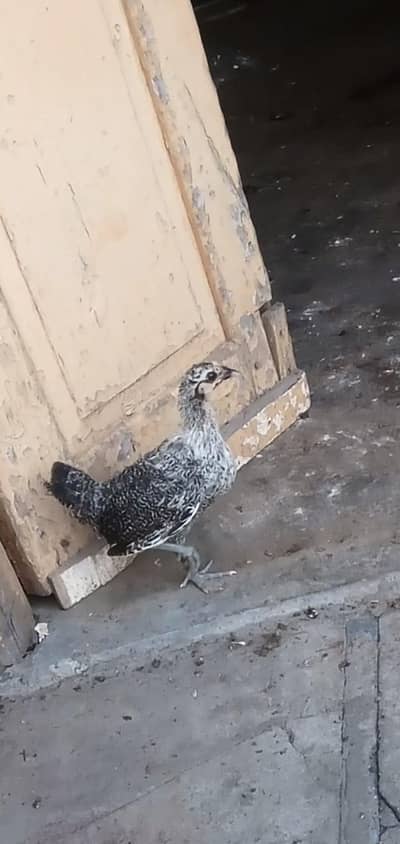 misri chick for sale healthy and active