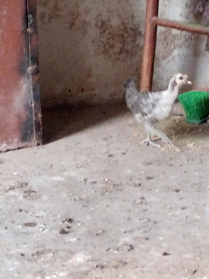 misri chick for sale healthy and active — photo 2
