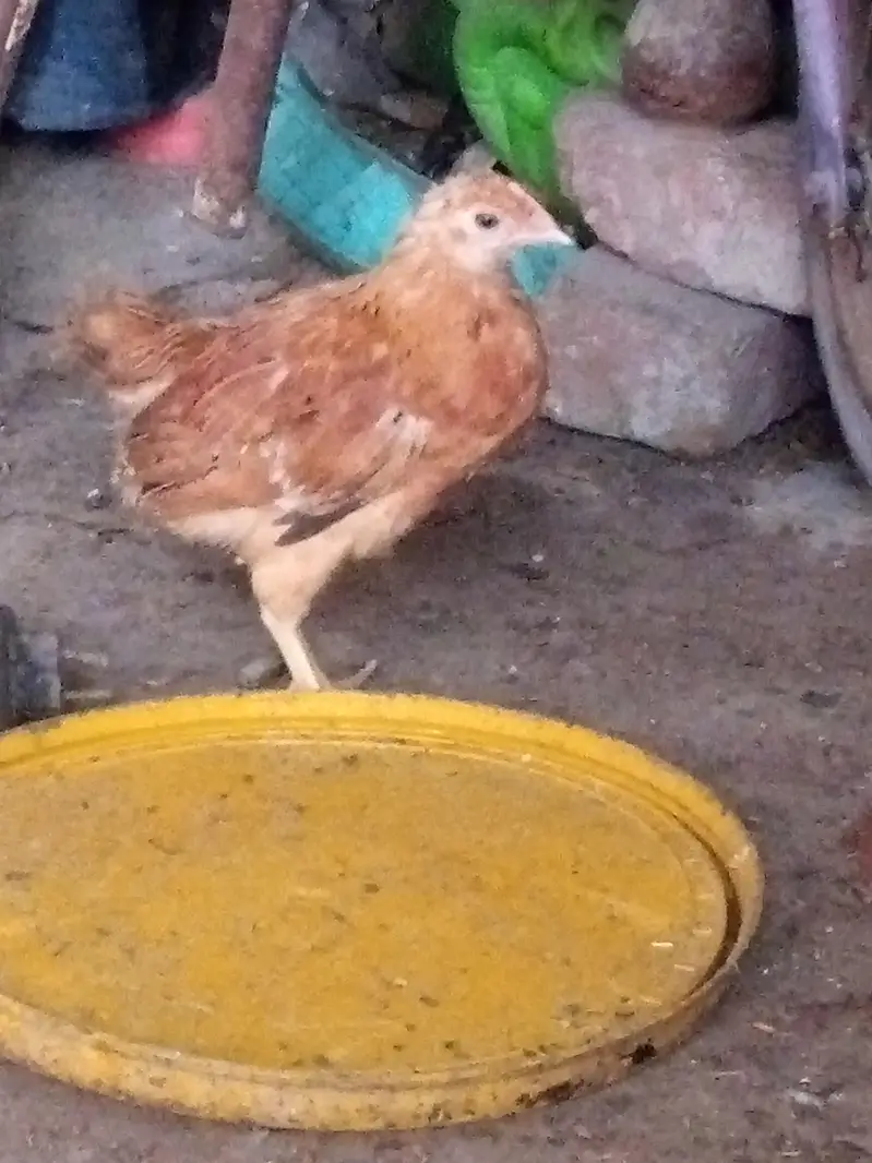misri chick for sale healthy and active — photo 3