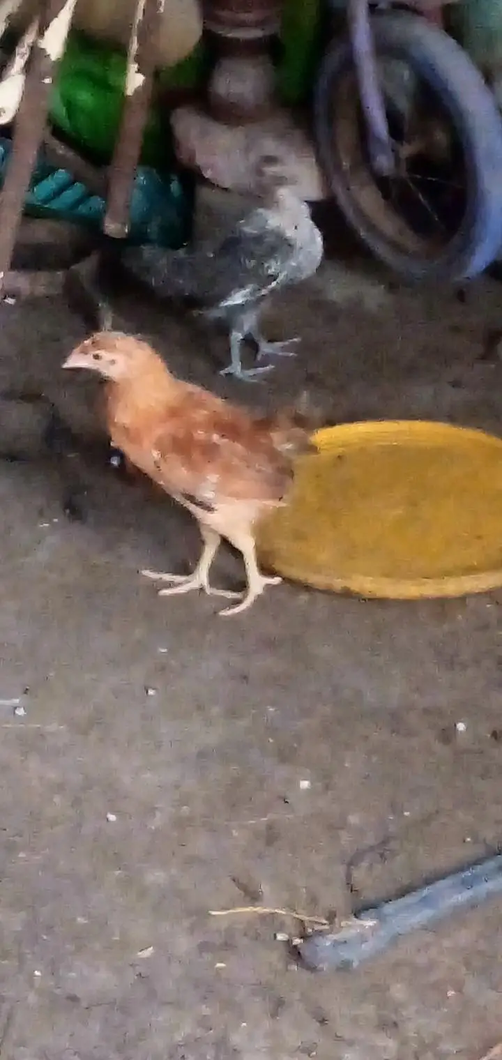 misri chick for sale healthy and active — photo 4