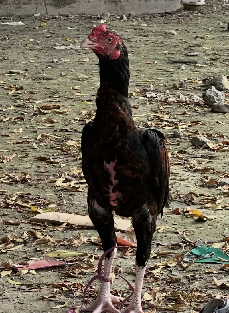 Aseel for sale — photo 3