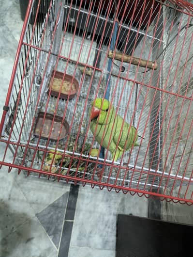 Perot for sale
