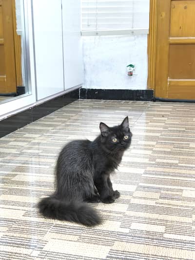 Persian unique chocolate colour male cat