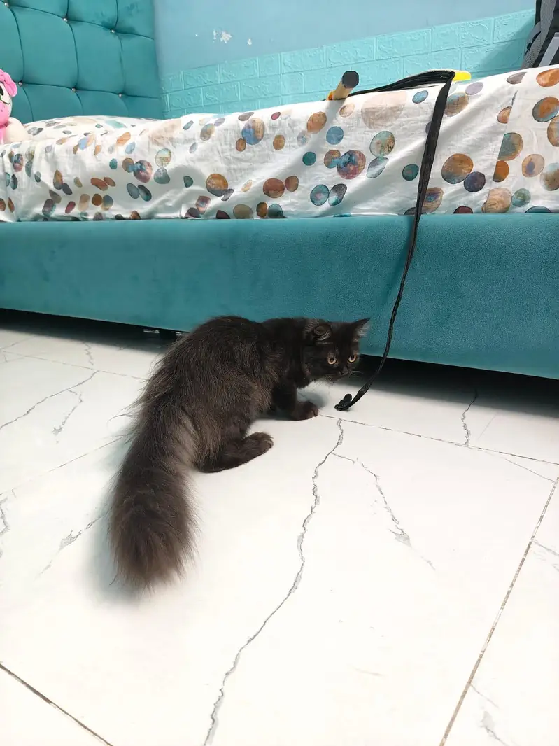 Persian unique chocolate colour male cat — photo 2