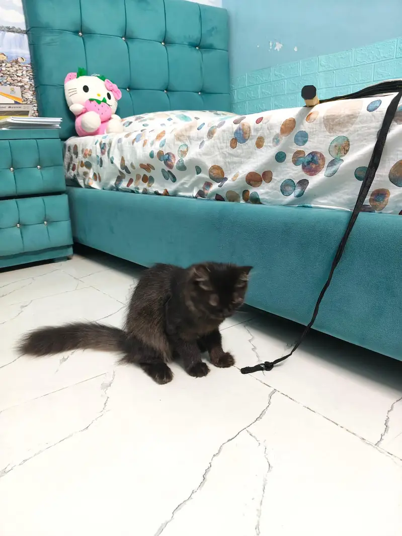 Persian unique chocolate colour male cat — photo 3