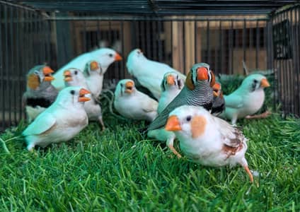 Finches Breeder pairs for sale