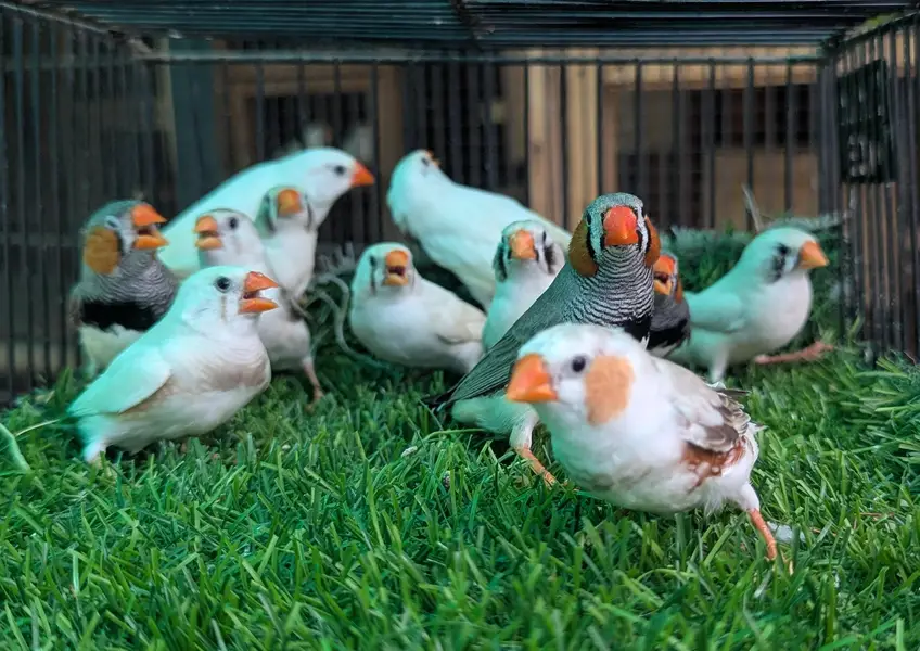 Finches Breeder pairs for sale