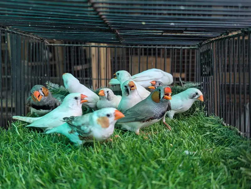 Finches Breeder pairs for sale — photo 2