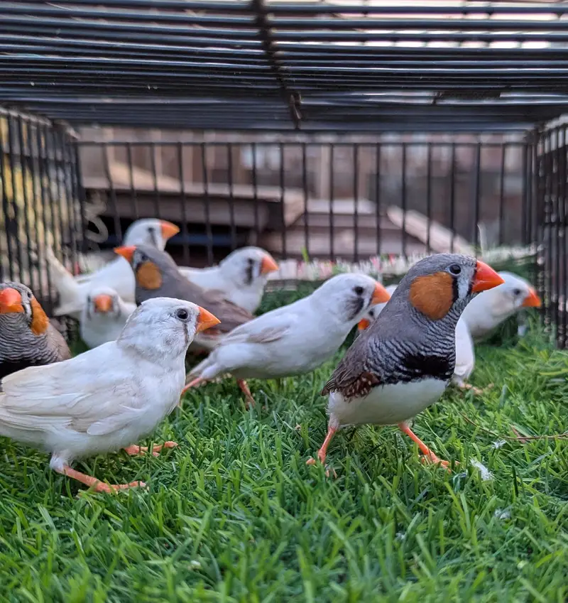 Finches Breeder pairs for sale — photo 3