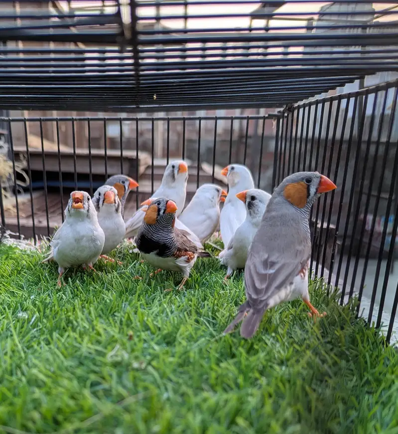 Finches Breeder pairs for sale — photo 4