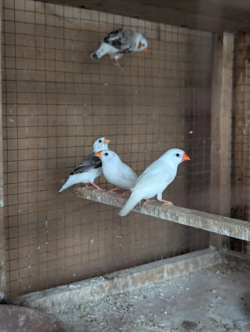 Finches Breeder pairs for sale — photo 5