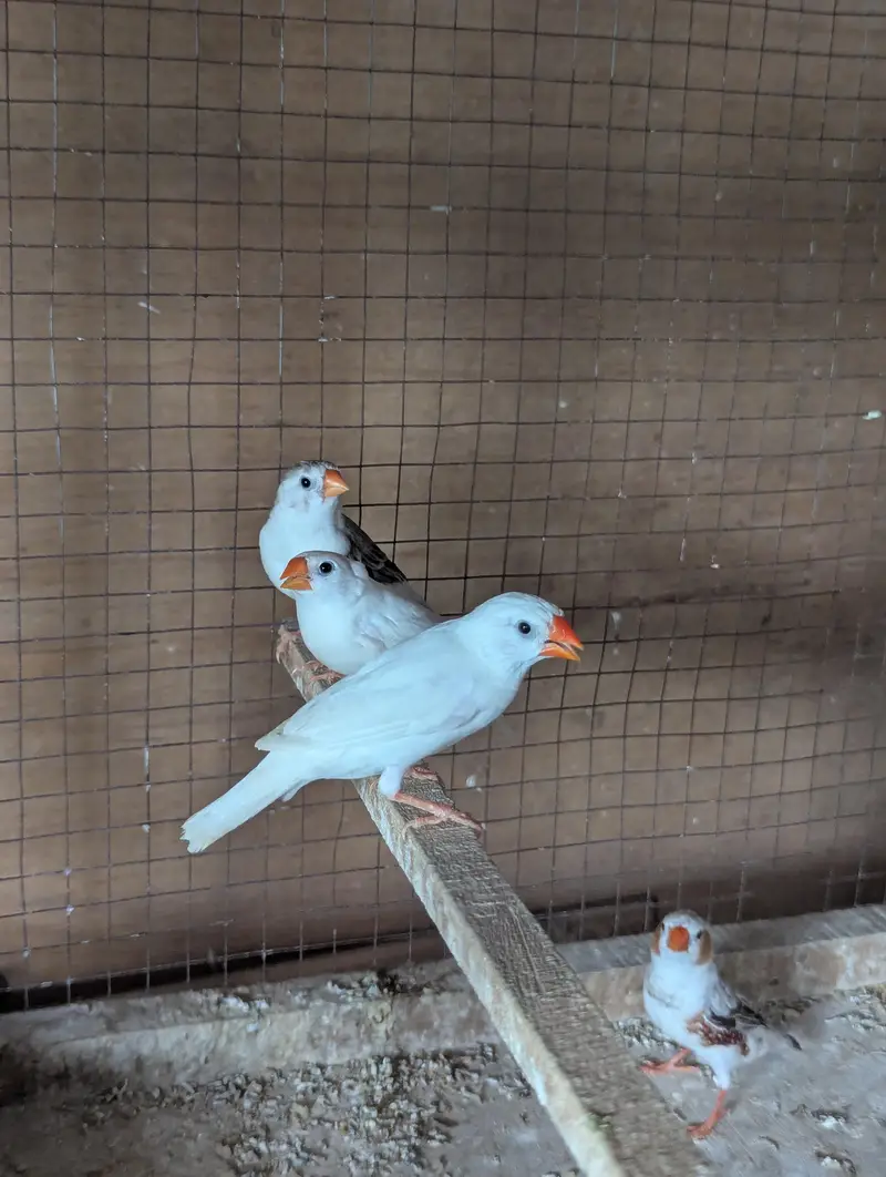 Finches Breeder pairs for sale — photo 6